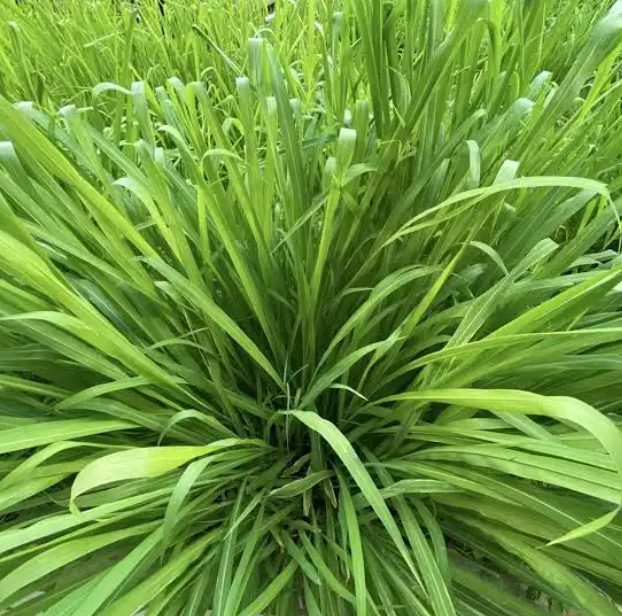 Napier grass (elephant grass) — a high-yielding perennial feedstock for CBG
